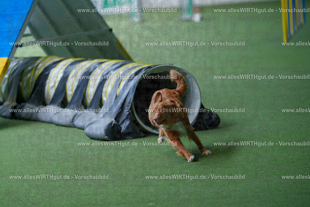 @allesWIRTHgut_Tierfotografie - www.allesWIRTHgut.de - 2604251222-7R501511 | Professionelle Tierfotografie in Mönchengladbach von Daniel Wirth (allesWIRTHgut). Liebevolle & natürliche Bilder von Hunden & Katzen für unvergessliche Erinnerungen.