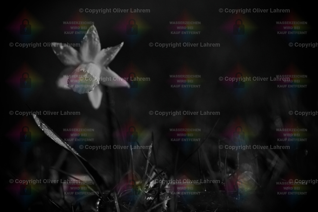 Narzisse in Düsternis | Eine blühende Narzisse im feuchten Gras in Low Key Fotografie