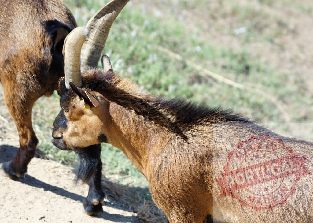 Brown domestic goat with horns standing outdoors | Brown domestic goat standing outdoors with a blurred background - Realized with Pictrs.com