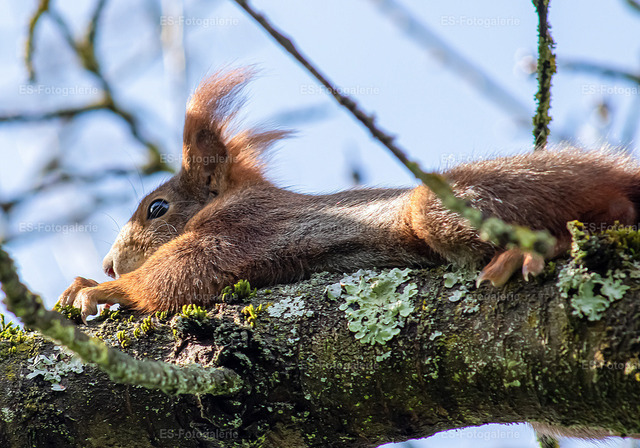 Eichhörnchen