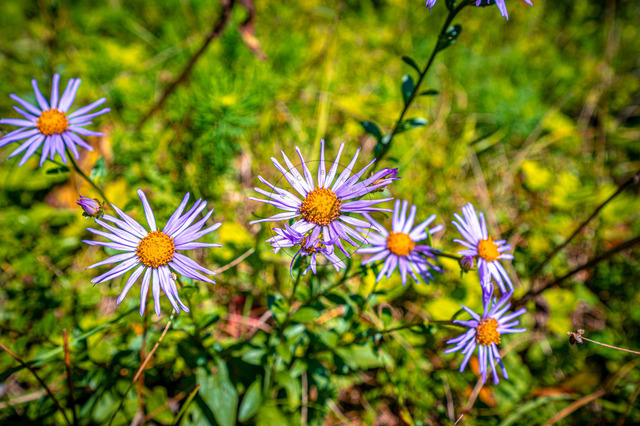 Blüten einer Berg-Aster | Blüten einer Berg-Aster, Kalk-Aster (Aster amellus) auf einer Wiese, Jena, Thüringen, Deutschland - Realisiert mit Pictrs.com