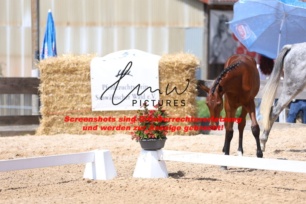 Fohlenschau_Schwäbisch_Hall_springbetonte_Fohlen_KN 24_15 | lmwpictures - Realisiert mit Pictrs.com