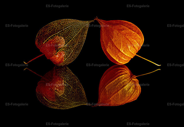 Physalis — Nahaufnahme