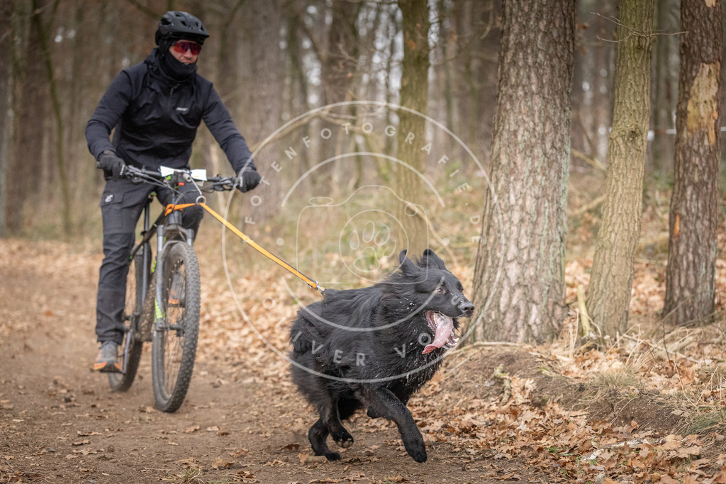 Pfotenfotografie_DV3A6406 | Hundefotografie, Tierfotograf, Pfotenfotografie, Fotoshooting Hund, Hunde Portrait, Hundesport, Hundeportraits, Heideshooting, Hunde, Sportfotograf, Hundefotograf, Turnierhundsport, THS,  - Realisiert mit Pictrs.com