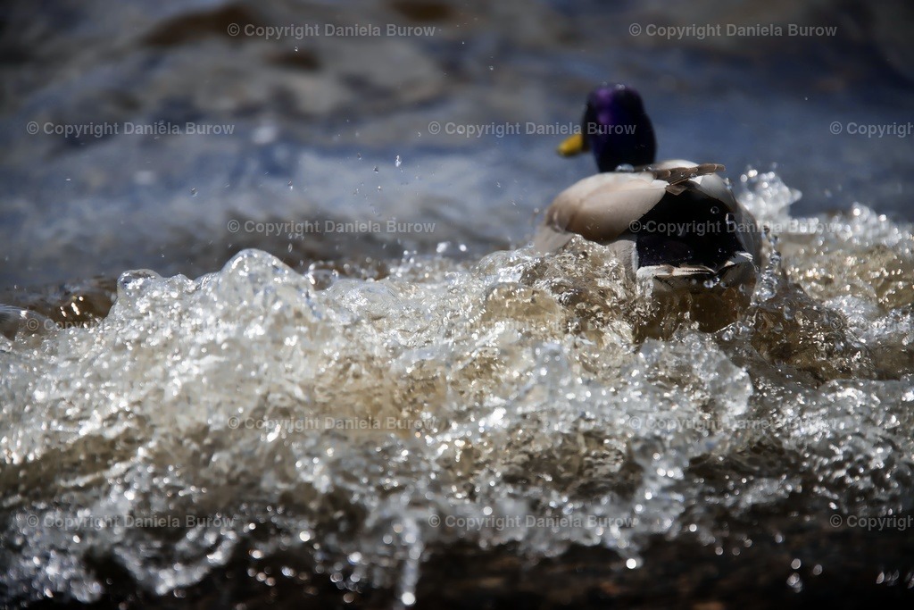 Ente in Wellen | danielaburow - Realisiert mit Pictrs.com