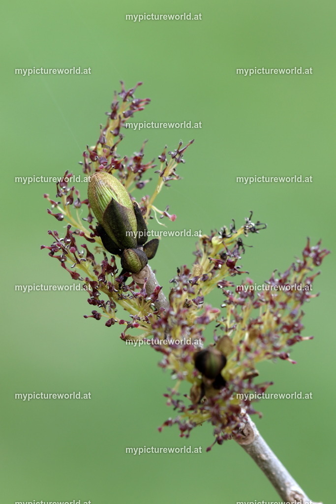 Gemeine Esche-006 | Das Bilderarchiv über Tiere, Planzen und Landschaften. In der Bilddatenbank finden Sie ein große Auswahl an hochwertigen Bilder für Ihre Werbung - Realisiert mit Pictrs.com