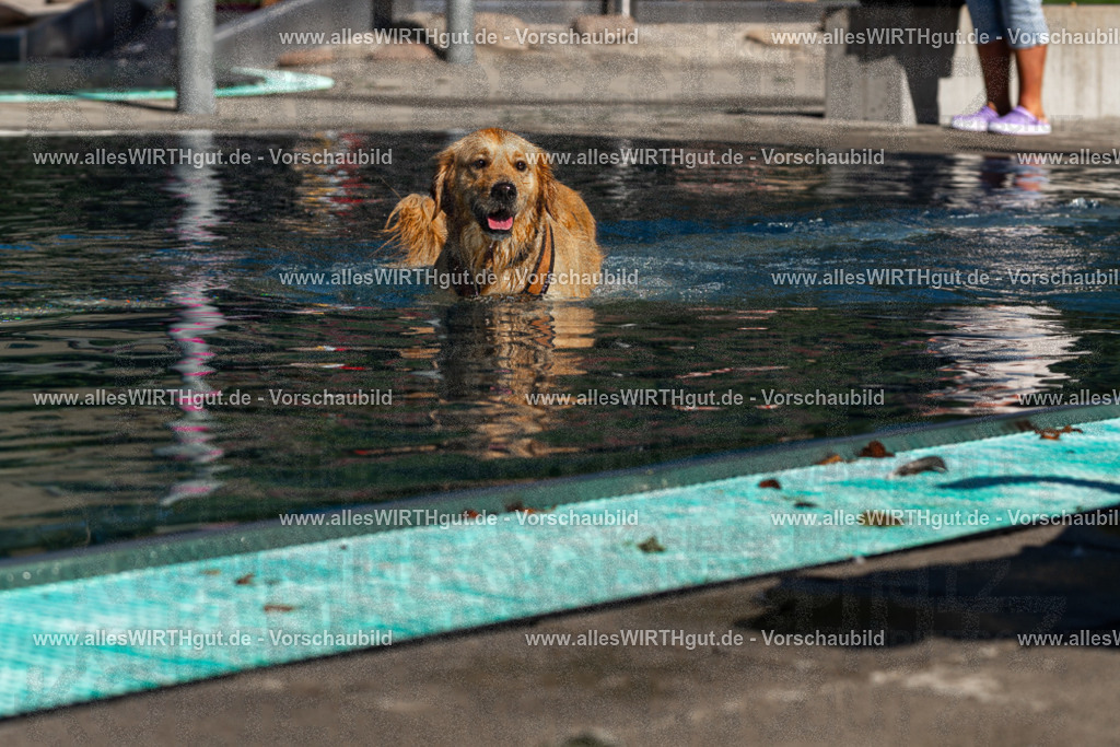 Hundeschwimmen_Volksbad_2026-allesWIRTHgut_Tierfotografie-2609061100-FAY06090 | Professionelle Tierfotografie in Mönchengladbach von Daniel Wirth (allesWIRTHgut). Liebevolle & natürliche Bilder von Hunden & Katzen für unvergessliche Erinnerungen.