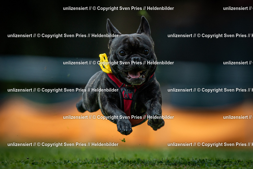 Sven Pries | 19. Allgemeines Hunderennen Karlsruhe Durlach - Realisiert mit Pictrs.com