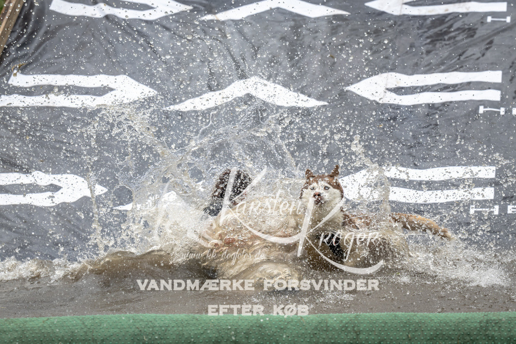 1339_ZZ92832 | kk-dogfotos