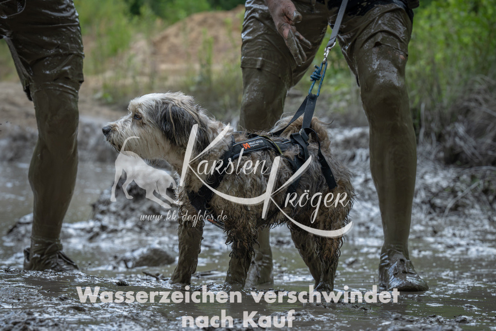 1417_ZZ92355-Verbessert-RR | kk-dogfotos