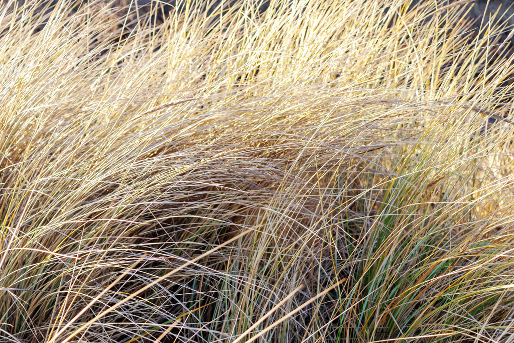 XXL Wandbild: Strandhafer am Sandstrand | Dieses XXL Wandbild im Querformat zeigt Strandhafer in Nahaufnahme. Das Wandbild hat einen sehr geringen Farbumfang und sorgt durch den warmen Beigeton für eine schöne Wohlfühlatmosphäre in Ihrem Wohnzimmer. Holen Sie sich mit diesem dekorativen Wandbild den Strandurlaub für das ganze Jahr nach Hause oder an den Arbeitsplatz. Es ist auf Leinwand, auf Aluminium-Platte, Acrylglas oder als Holzdruck erhältlich. Dabei wird es individuell für Sie in vielen Abmessungen produziert. Daher passen die Ostseekult Wandbilder immer perfekt an Ihre Wände. - Realisiert mit Pictrs.com
