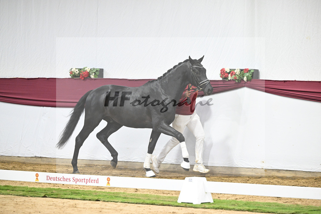 Kat-Nr. 38 Vivanero x Bretton Woods_Hanna Stengele_47251325 | hf-fotografie - Realisiert mit Pictrs.com