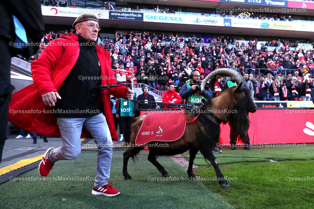 1FC30112401015 | 30.11.2024, Fußball, 1. FC Köln - Hannover 96, 2. Fußball Bundesliga, RheinEnergieSTADION, Saison 2024 2025: Maskottchen Hennes kommt ins StadionDFB regulations prohibit any use of photographs as image sequences and or quasi-video.