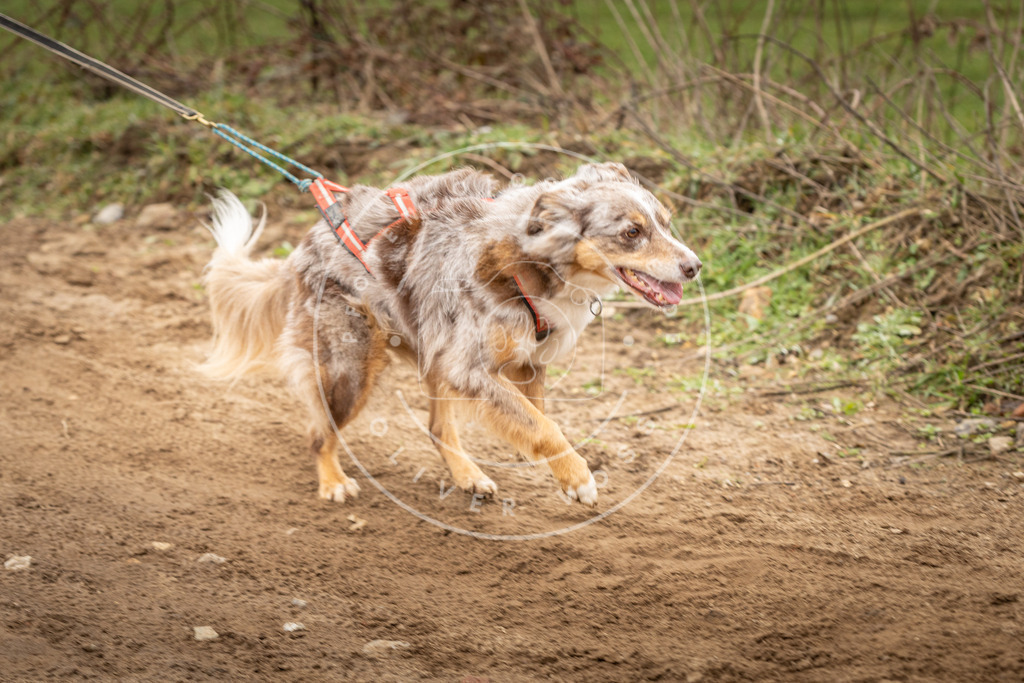 DV3A2105 | Hundefotografie, Tierfotograf, Pfotenfotografie, Fotoshooting Hund, Hunde Portrait, Hundesport, Hundeportraits, Heideshooting, Hunde, Sportfotograf, Hundefotograf, Turnierhundsport, THS,  - Realisiert mit Pictrs.com