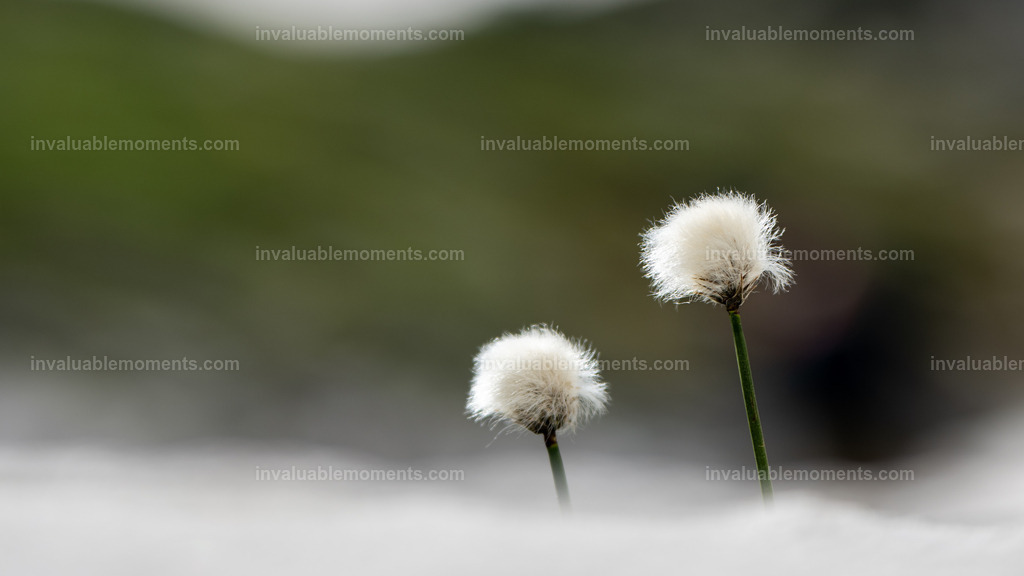 DSC_2509 | invaluablemoments.com - Realisiert mit Pictrs.com