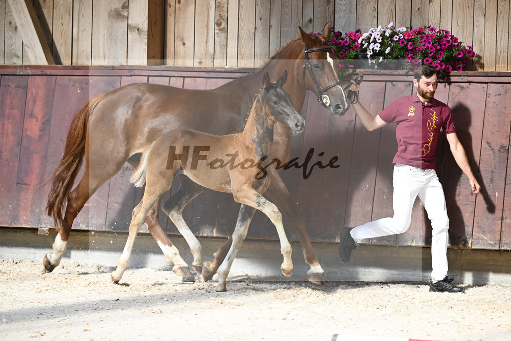 Kat-Nr. 24 SF Bon Esprit x Samico_Haarmann_32240100 | hf-fotografie - Realisiert mit Pictrs.com