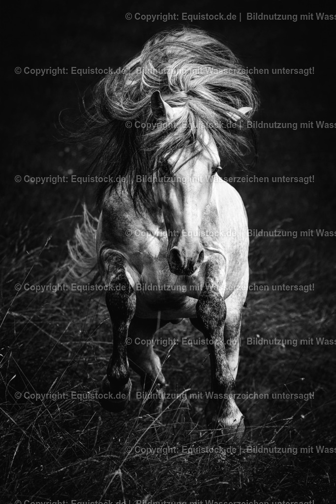 TS_20160811_Schimmel_in_Bewegung_0001 | equistock