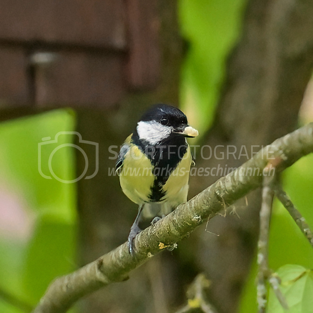 20240509_0929_AEM_nefti_2058-Bearbeitet | 09.05.2024 / , Neftenbach

Bild: Sportfotografie Markus Aeschimann | www.markus-aeschimann.ch - Realisiert mit Pictrs.com