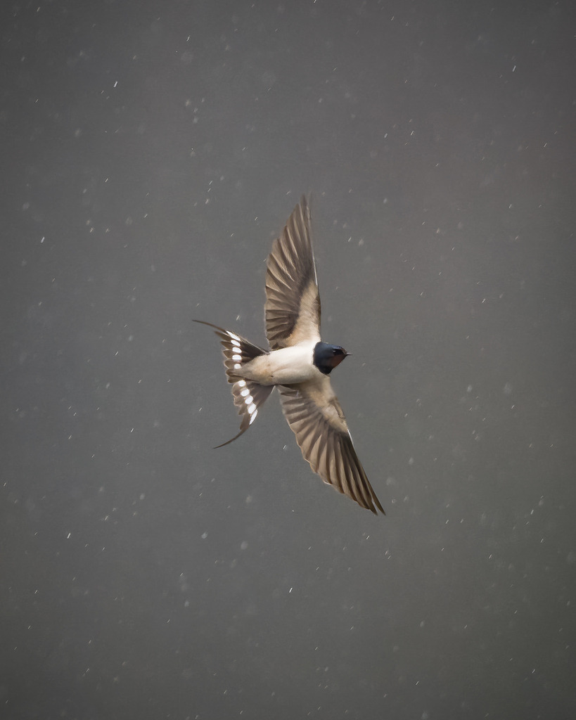 DSC_7413-2 | Ich bin Fotograf aus Neuburg an der Donau und spezialisiere mich auf Wildlife-Fotografie, Landschaftsaufnahmen und Portraits.Ob Hochzeit, Familienbilder oder Naturaufnahmen – ich fange echte Momente ein, die bleiben. 