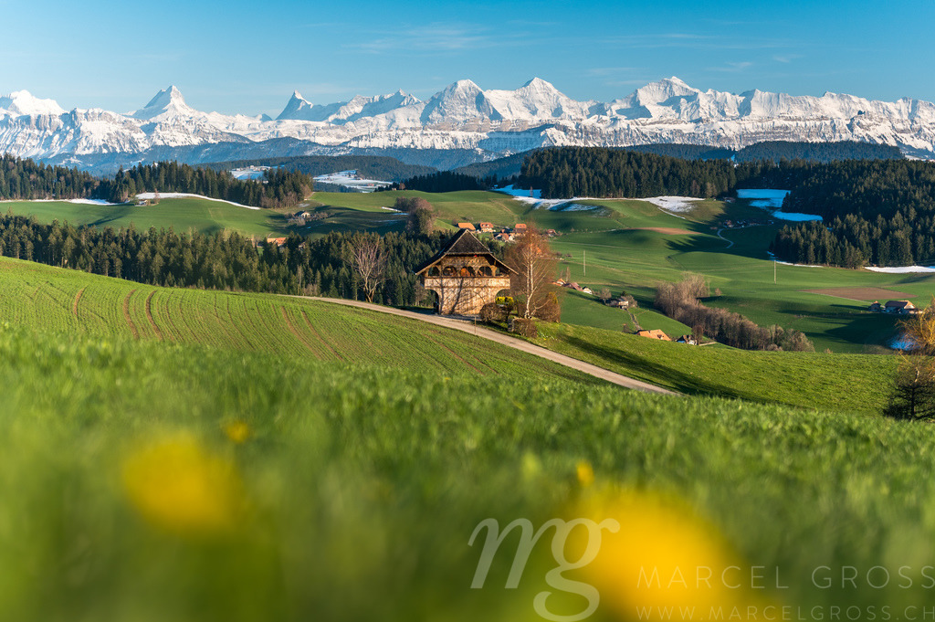 spring in Emmental with the mighty snowcovered Bernese Alps | Die ideale Geschenkidee für Naturliebhaber. Naturbilder von Marcel Gross Photography für ihr Zuhause in den verschiedensten Formaten und Materialien. - Realisiert mit Pictrs.com