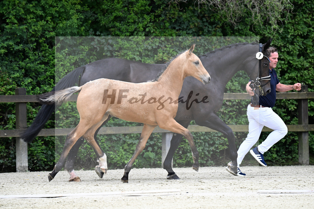 Kat-Nr. 7 Qandide x Rock Forever I_Pollich_25240288 | hf-fotografie - Realisiert mit Pictrs.com