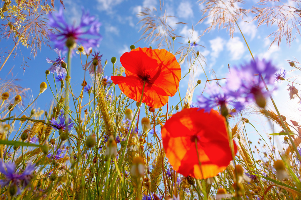 Wandbild - Blütenpracht im Sommer | Dieses Wandbild fängt die lebendige Schönheit einer Sommerwiese aus der Froschperspektive ein. Im Vordergrund leuchten zwei strahlend rote Mohnblumen, die sich gegen den strahlend blauen Himmel abheben. Umgeben sind sie von einer Vielzahl bunter Wildblumen, darunter violette Kornblumen und gelbe Gänseblümchen, die dem Bild eine dynamische Farbpalette verleihen. Die goldenen Halme des Getreides fügen eine zusätzliche Textur hinzu und rahmen die Blumenpracht harmonisch ein. Die Szene strahlt eine unbeschwerte, sommerliche Atmosphäre aus und bringt die Natur in ihrer vollen Pracht direkt ins Wohnzimmer.