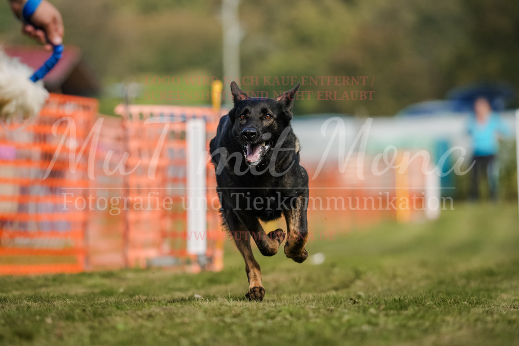 20250928_Hunderennen-460 | MuT (Mensch und Tier) mit Mona - Fotografie und Tierkommunikation - Realisiert mit Pictrs.com