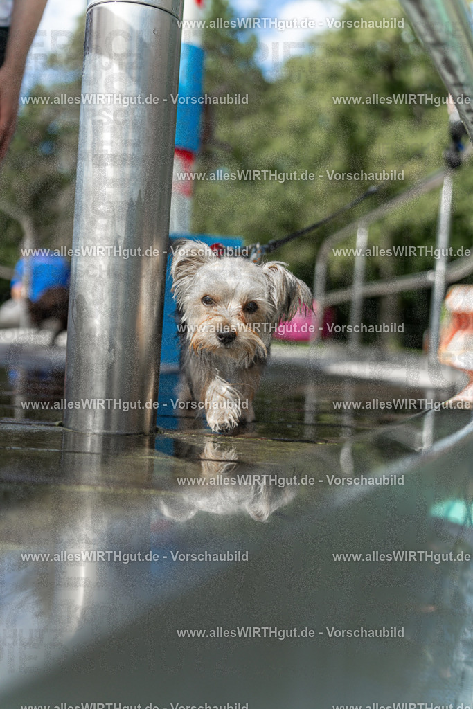 Hundeschwimmen_Volksbad_2026-allesWIRTHgut_Tierfotografie-2609061439-7R501166 | Professionelle Tierfotografie in Mönchengladbach von Daniel Wirth (allesWIRTHgut). Liebevolle & natürliche Bilder von Hunden & Katzen für unvergessliche Erinnerungen.