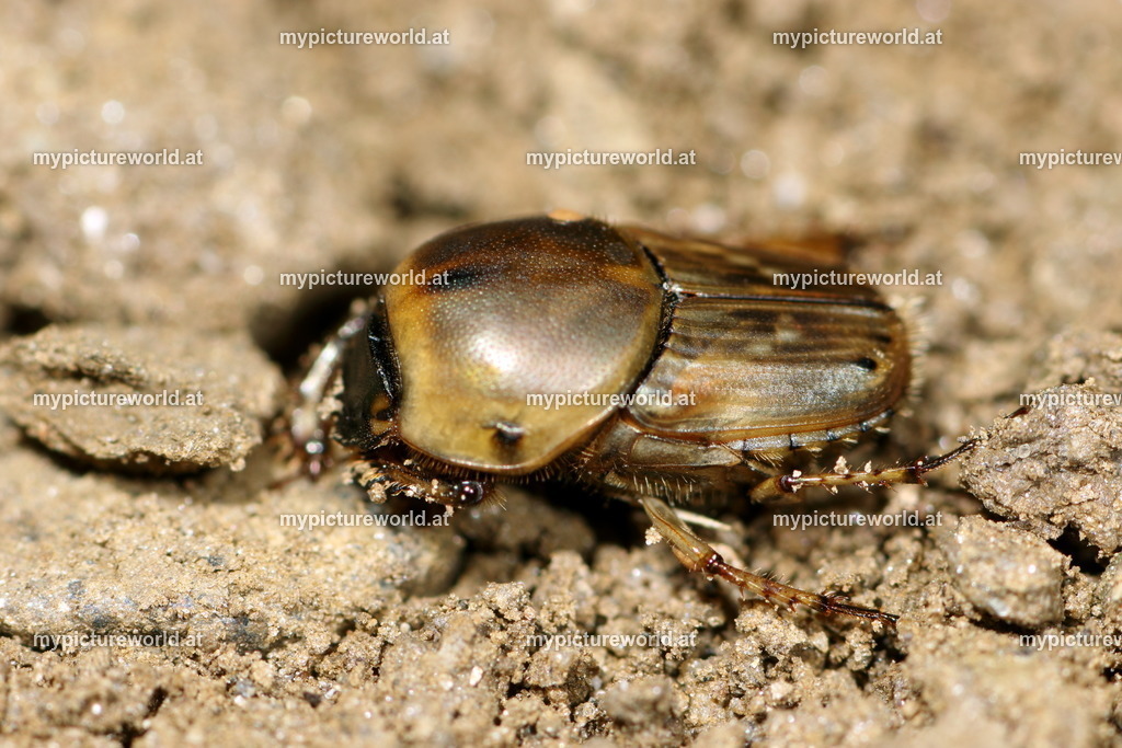 Euoniticellus fulvus-005 | Das Bilderarchiv über Tiere, Planzen und Landschaften. In der Bilddatenbank finden Sie ein große Auswahl an hochwertigen Bilder für Ihre Werbung - Realisiert mit Pictrs.com