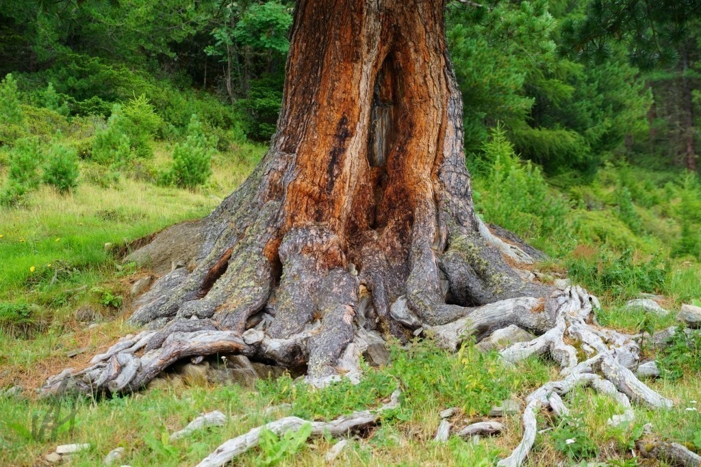 Zirbenstamm | Zirbenstamm - Realisiert mit Pictrs.com