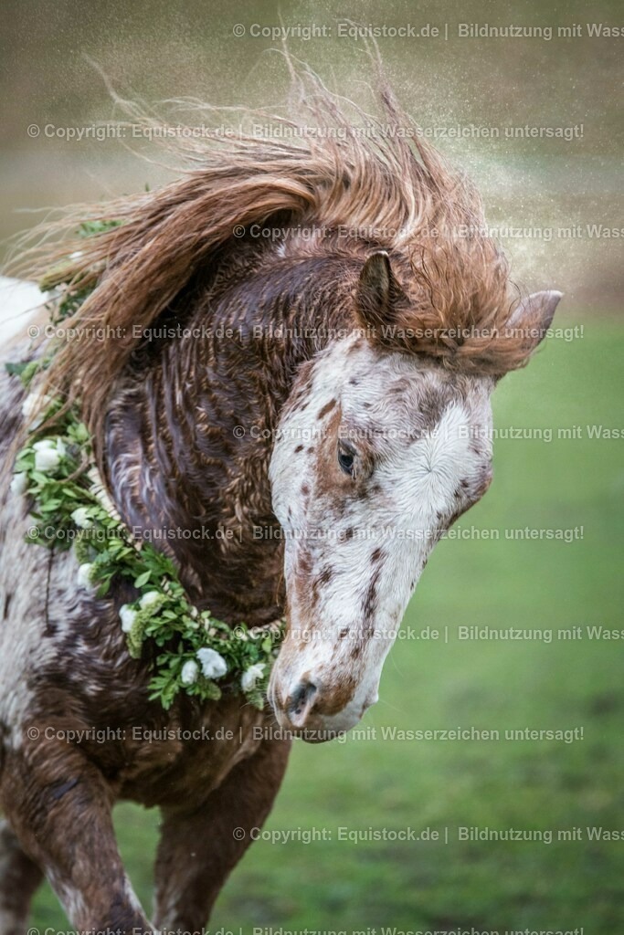20160214_Knabstrupper_im_Regen_0003 | equistock
