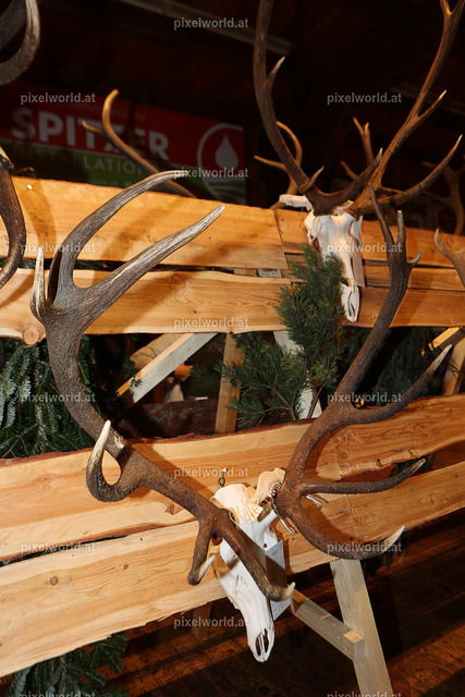 Hubertusmesse in Steuerberg | Bildershop von pixelworld.at - Realisiert mit Pictrs.com