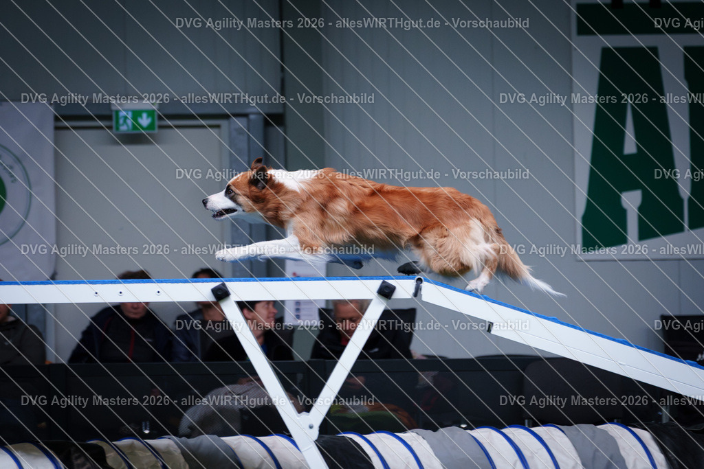allesWIRTHgut_Tierfotografie-DVG_Agility_Masters_2026-12_43-7R502815 | Professionelle Tierfotografie in Mönchengladbach von Daniel Wirth (allesWIRTHgut). Liebevolle & natürliche Bilder von Hunden & Katzen für unvergessliche Erinnerungen.