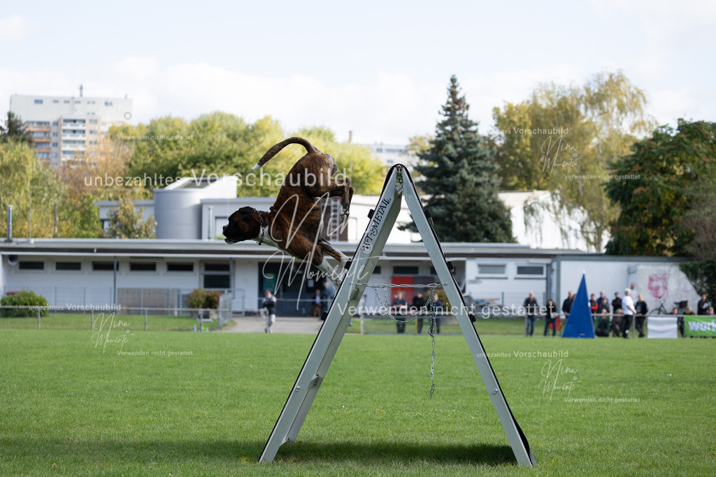 _16A5319 | Einzigartige Fotos von Hunden & Menschen –Actionfotos, Portraits, Vereinsaufnahmen & Paarshootings – authentisch, lebendig & mit Herz.