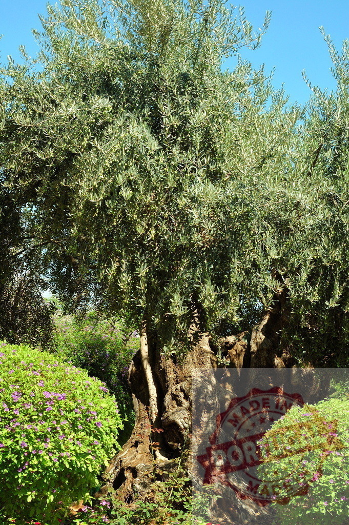Ancient olive tree in Gethsemane Garden, Jerusalem | Ancient olive tree with gnarled trunk and silver-green leaves growing in Gethsemane - Realisiert mit Pictrs.com