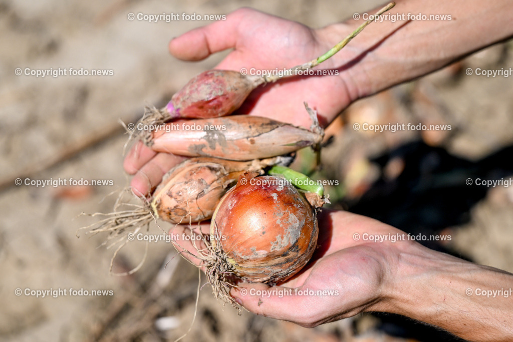 Landwirtschaft_ Gemuesebauer Spiesmayr_ 05.09.2023-24 | 05.09.2023, Wilhering, AUT, Landwirtschaft, Gemuesebauer Spiesmayr in Appersberg, im Bild Zwiebel