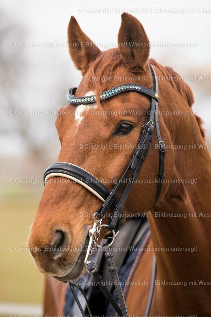 20151113_TOMsPiC_0327 | equistock
