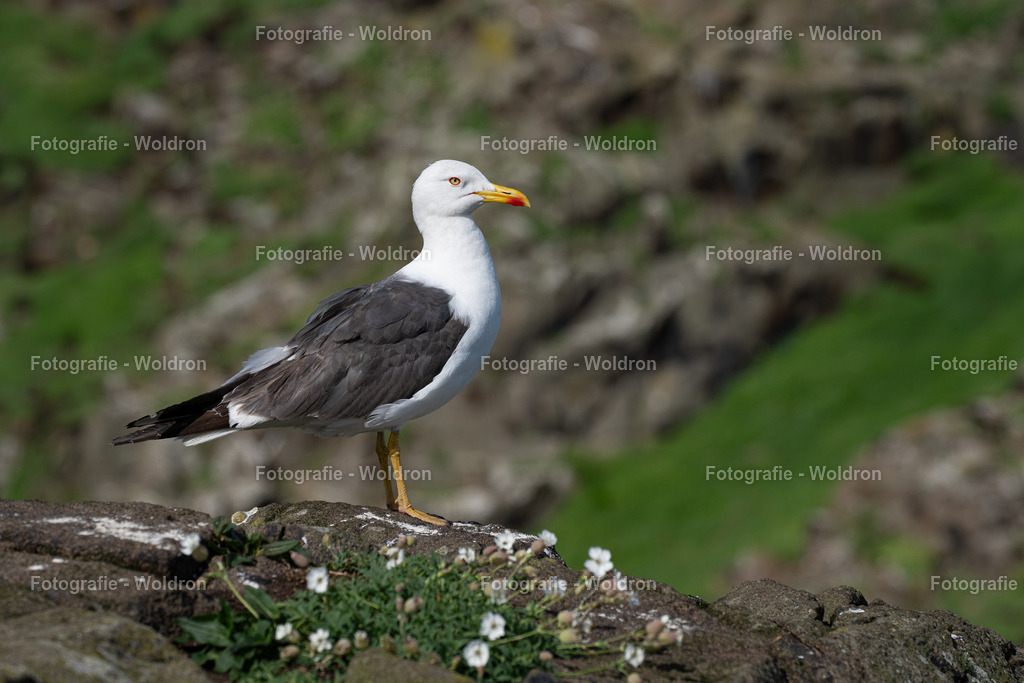 20230815 Isle of Sky - St.Andrews - Dundee-105 | Fotografie Woldron
