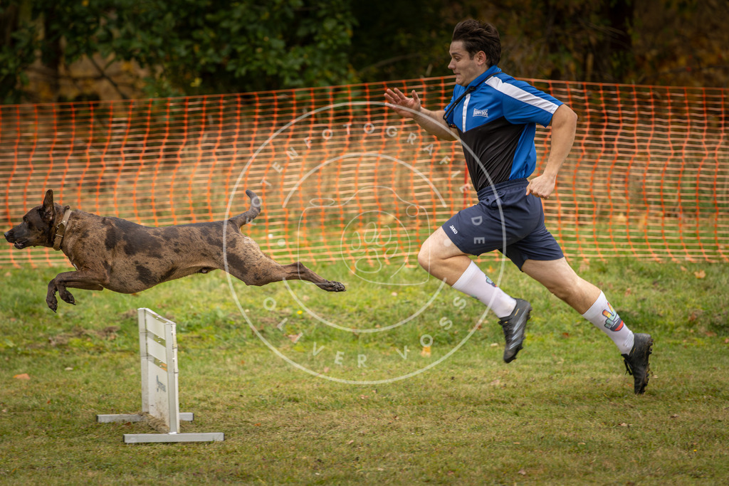 Pfotenfotografie_DV3A6032 | Hundefotografie, Tierfotograf, Pfotenfotografie, Fotoshooting Hund, Hunde Portrait, Hundesport, Hundeportraits, Heideshooting, Hunde, Sportfotograf, Hundefotograf, Turnierhundsport, THS,  - Realisiert mit Pictrs.com