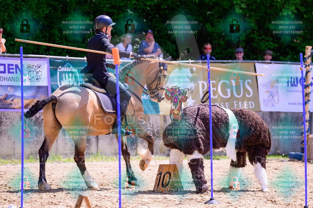 03052026-Giesenbach-05-Stiltrail-0063 | Fokus Hufschlag Fotografie - Realisiert mit Pictrs.com