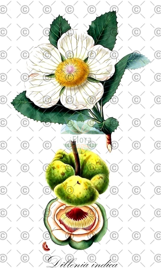 HistAbb_wfo-1200002408_1_ENZY_Simple | Historische Abbildung von Dillenia indica - Dilleniaceae (Elefantenapfel) | Historical Illustration of Dillenia indica - Dilleniaceae