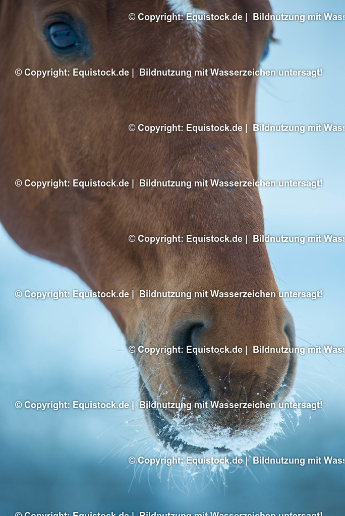 20160119_Schnee_Schnute_0003 | equistock