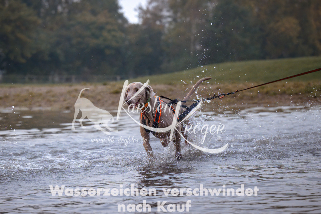 0812_ZZ90771 | kk-dogfotos
