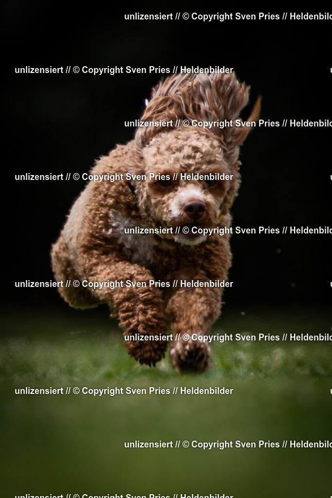 Sven Pries | 19. Allgemeines Hunderennen Karlsruhe Durlach - Realisiert mit Pictrs.com