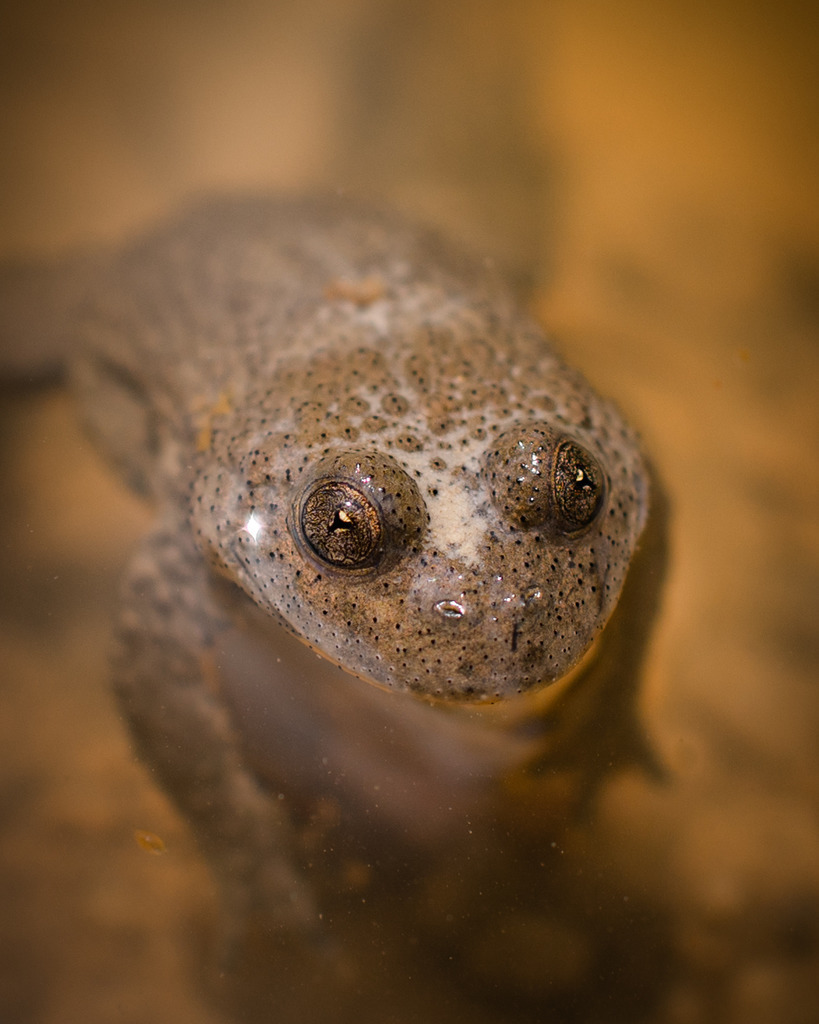 Gelbbauchunke | Die Pupillen der Gelbbauchunke sind herzförmig. 