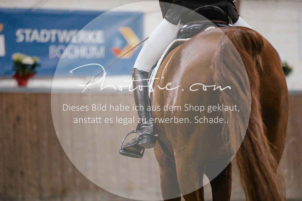 3I6A5934 | Stimmungsvolle Portraits und Reitsportfotografie im Ruhrgebiet und im Münsterland.

Pferdefotografie, Hundefotografie, Tierfotografie, Reportagen, Portraits von Tier und Mensch, Turnierfotografie in Bochum, Recklinghausen, Marl, Haltern am See, Dülmen.. - Realisiert mit Pictrs.com