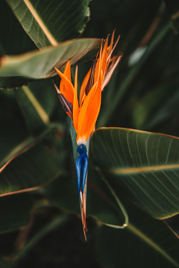 Teneriffa_by Leevke Draack_6 | Du suchst natürliche und atmosphärische Prints oder Leinwanddrucke? In diesem Shop gibt es alles, nur kein Mainstream. - Realisiert mit Pictrs.com