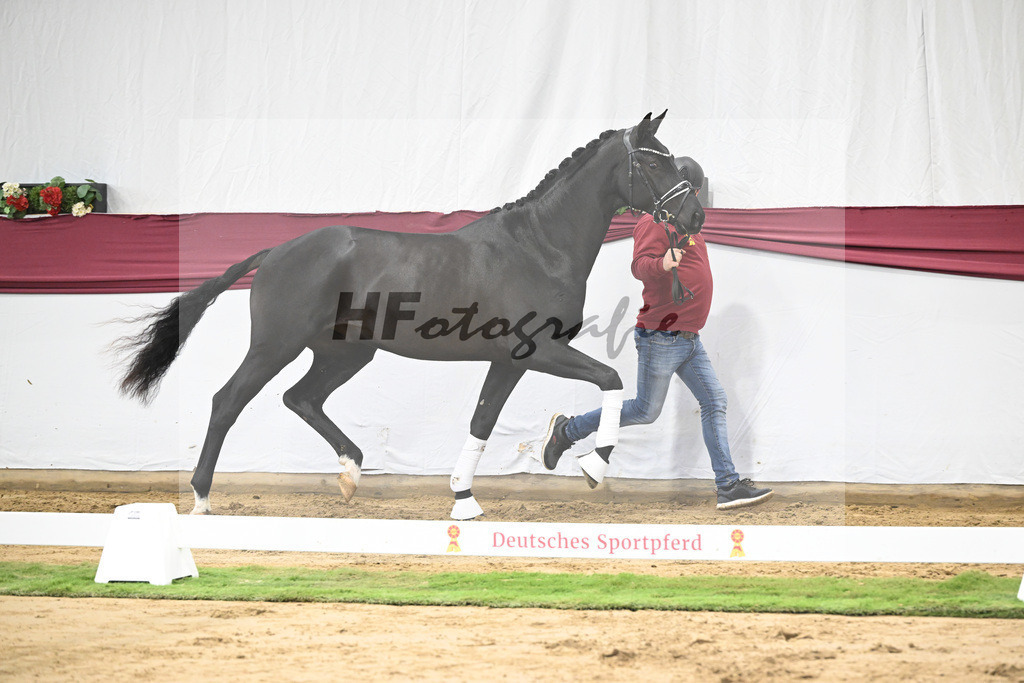 Kat-Nr. 16 Dream Royal x Everdale_Stephanie Hueffer_47250393 | hf-fotografie - Realisiert mit Pictrs.com