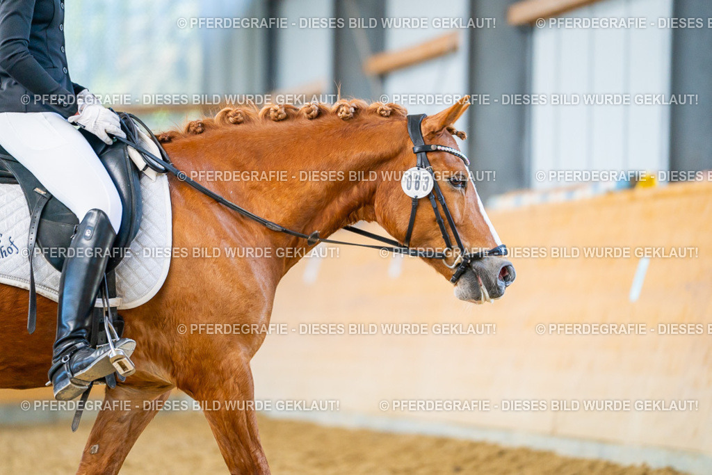 DSC08203 | Pferdegrafie