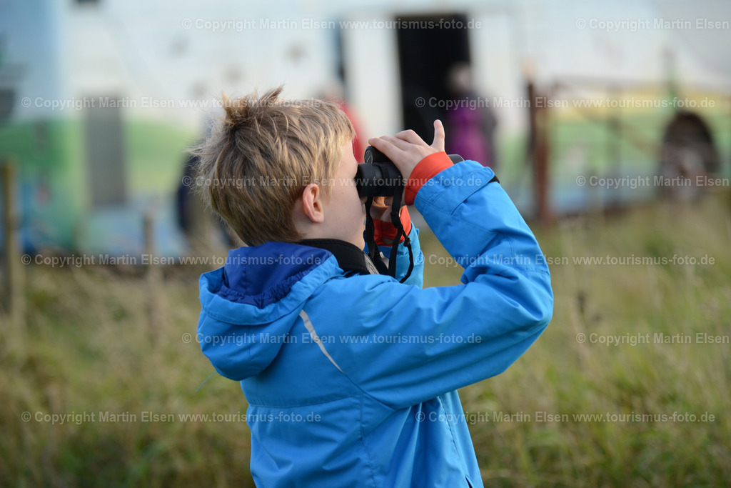 Vogelkieker Freiburg_ELS_4869 | Freiburg an der Elbe - Aufnahmedatum: 25.10.2015, Aufnahmehöhe:  m, Koordinaten:  - , Bildgröße: 7360 x  4912 Pixel - Copyright 2015 by Martin Elsen, Kontakt: Tel.: +49 157 74581206, E-Mail: info@schoenes-foto.deSchlagwörter:Vogelkieker,Bus,Kinder,Vogel,Vögel,Gänse,Nonnengänse,Wildgänse,Zugvögel,Außendeich,KVG,Natur,Wildganstage, Foto - Realisiert mit Pictrs.com